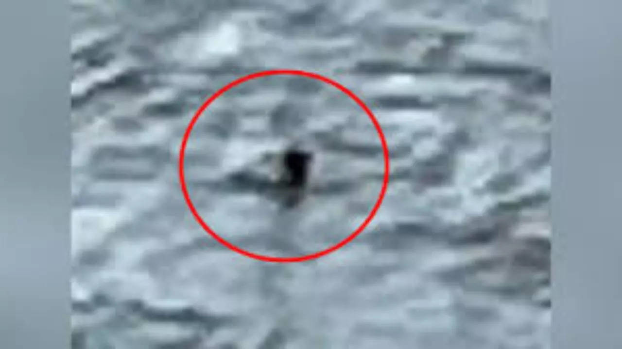 Did A Canadian Family Capture The Loch Ness Monster On Camera? Credit: X