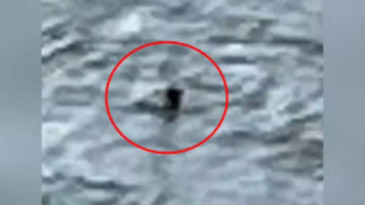 Fact Check: Did A Canadian Family Capture The Loch Ness Monster On Camera?