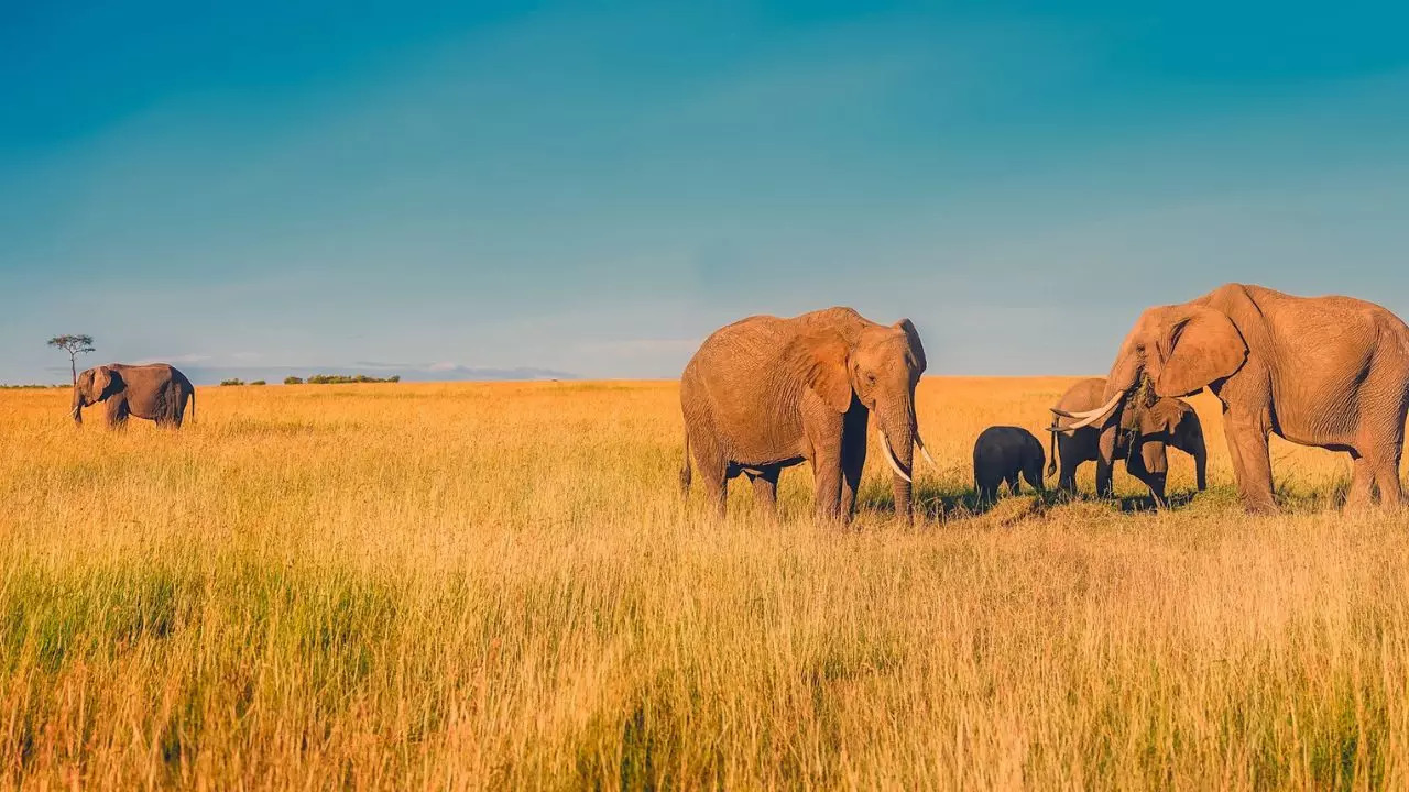 5 Sustainable Experiences For Your Next Trip To South Africa. Credit: Canva