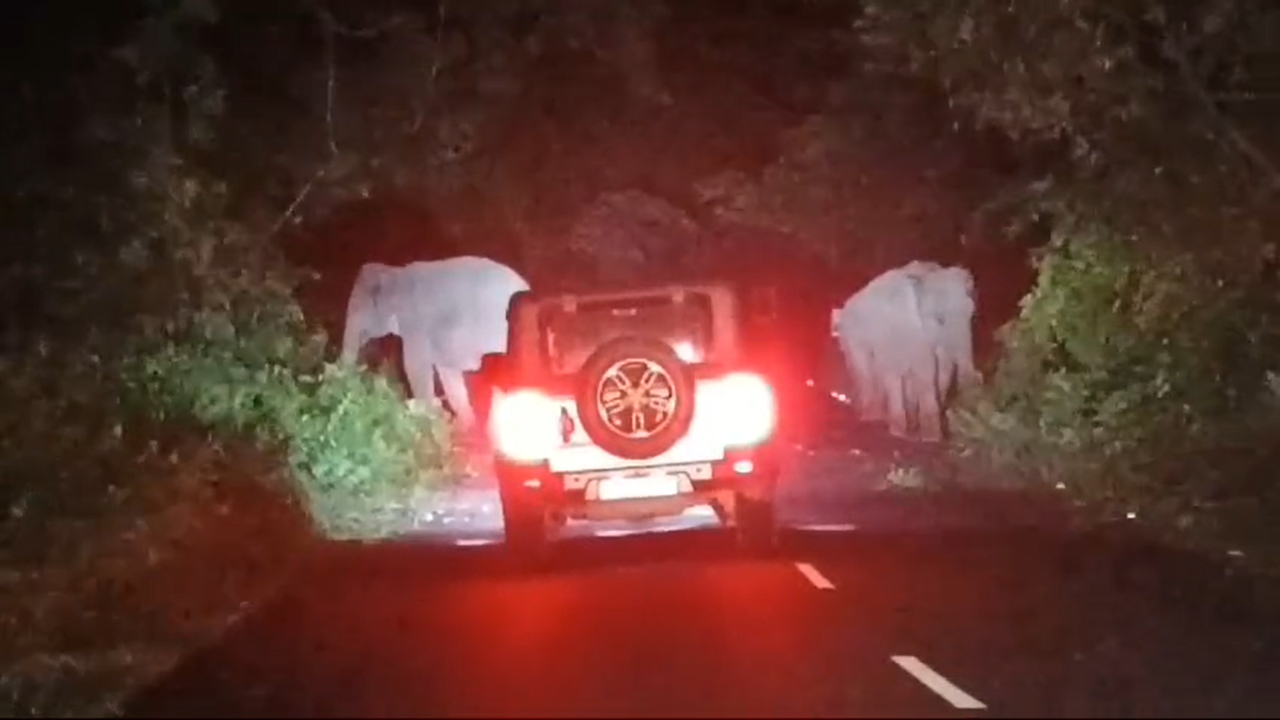 VIDEO: Herd Of Elephants Blocks National Highway In West Bengal