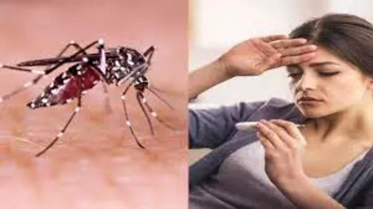 Karnataka reported more than 7000 dengue cases this year