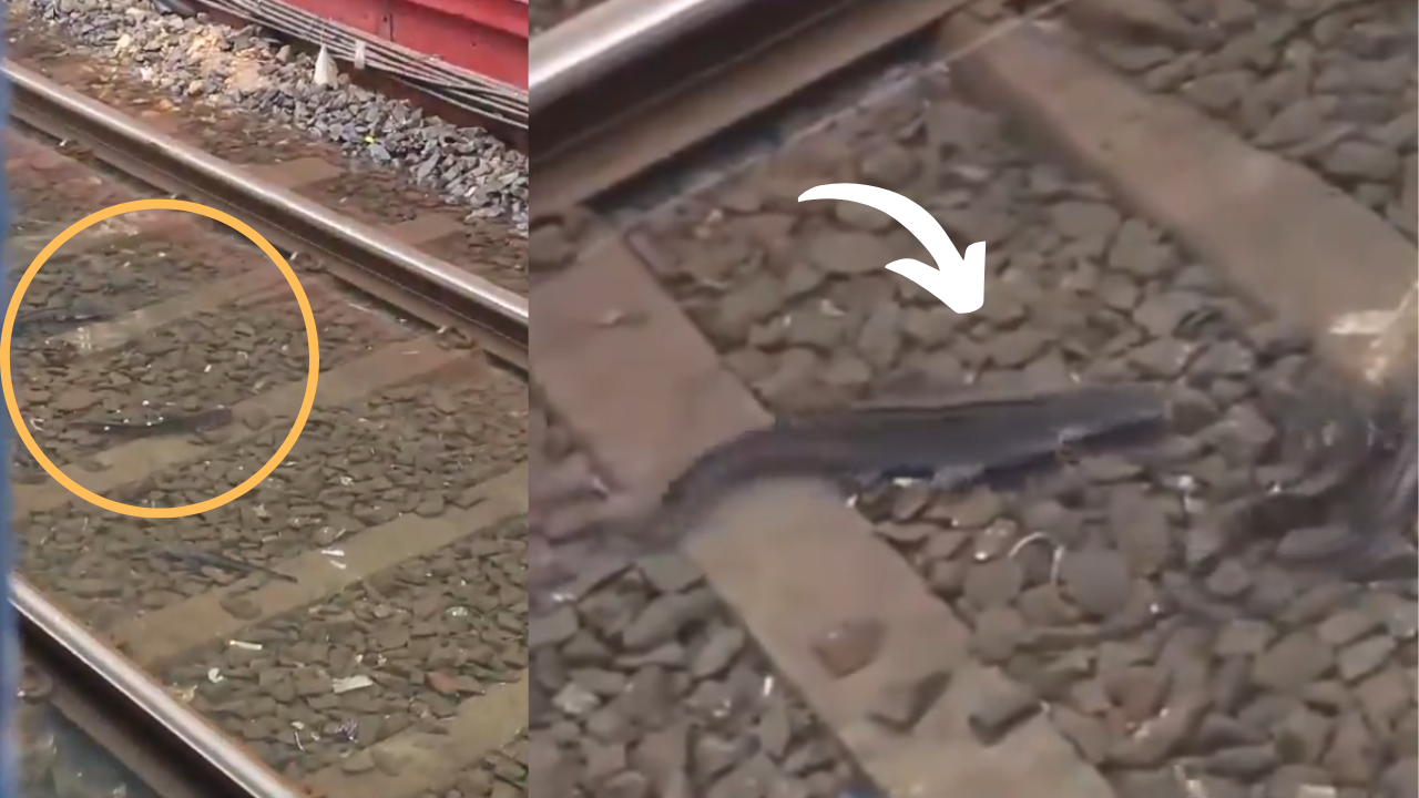 mumbai  rains: fishes swimming between flooded local railway tracks