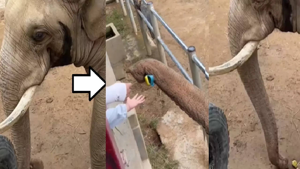 Viral Elephant Video (Photo: ReadersDigest/Instagram)