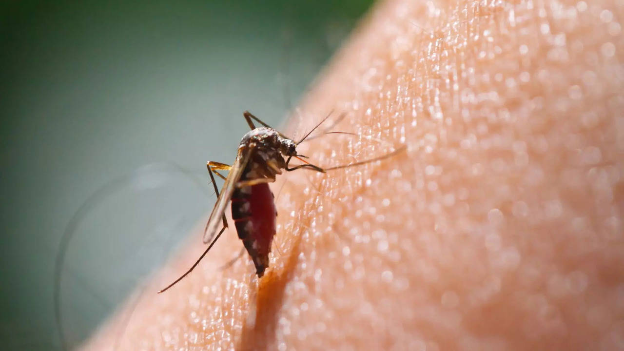 what happens in the body if dengue is infected after a mosquito bite