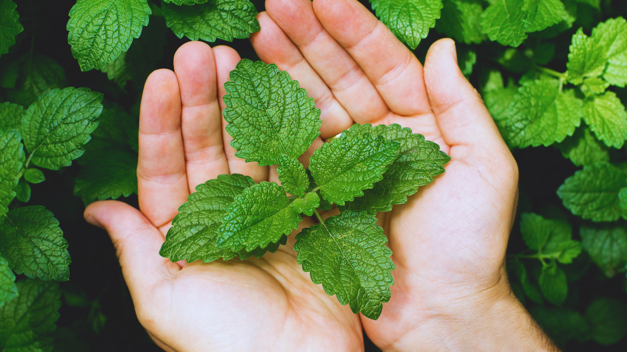 How To Grow Mint Leaves At Home