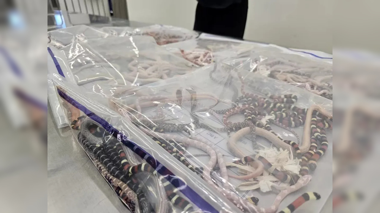 Chinese Man Tries To Smuggle Over 100 Live Snakes (Photo: Shenzhen Customs)