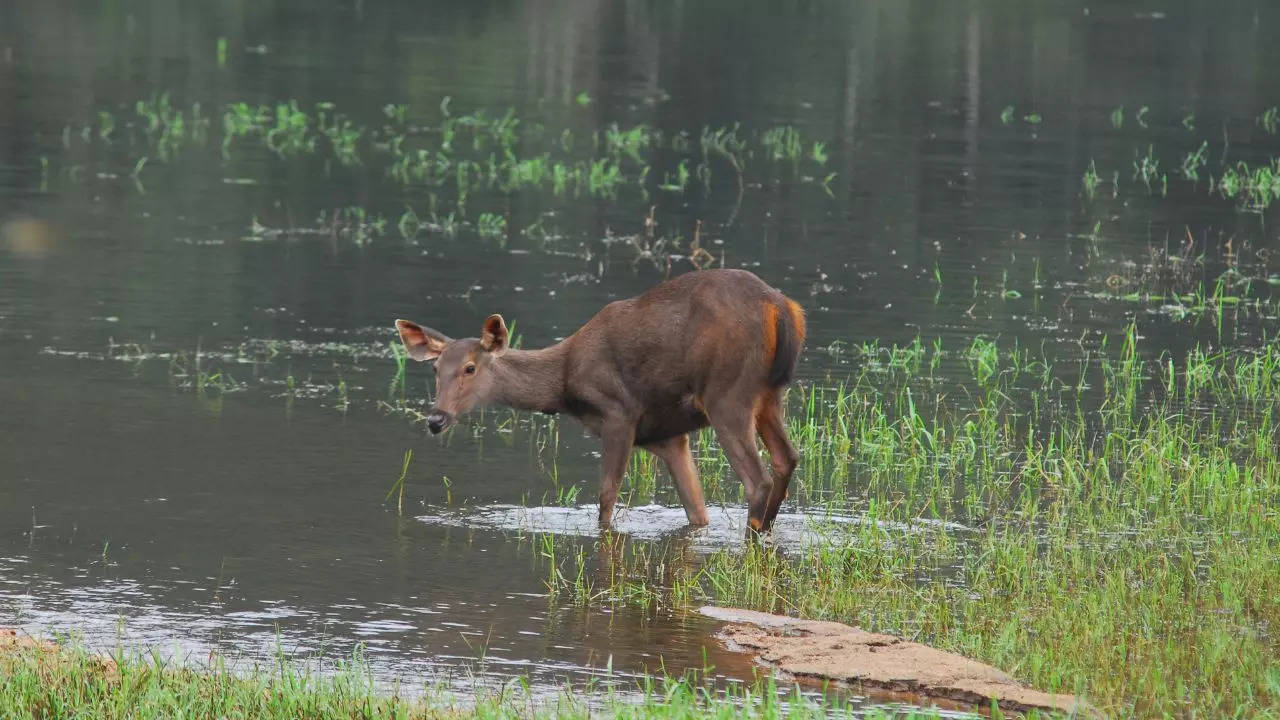 Your Guide To A Breathtaking Monsoon Safari At Periyar National Park. Credit: Canva