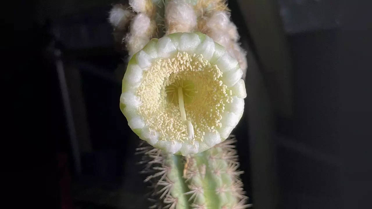 Key Largo Tree Cactus