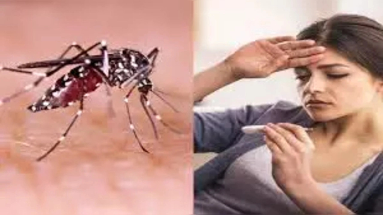 Rise In Dengue Cases In Karnataka