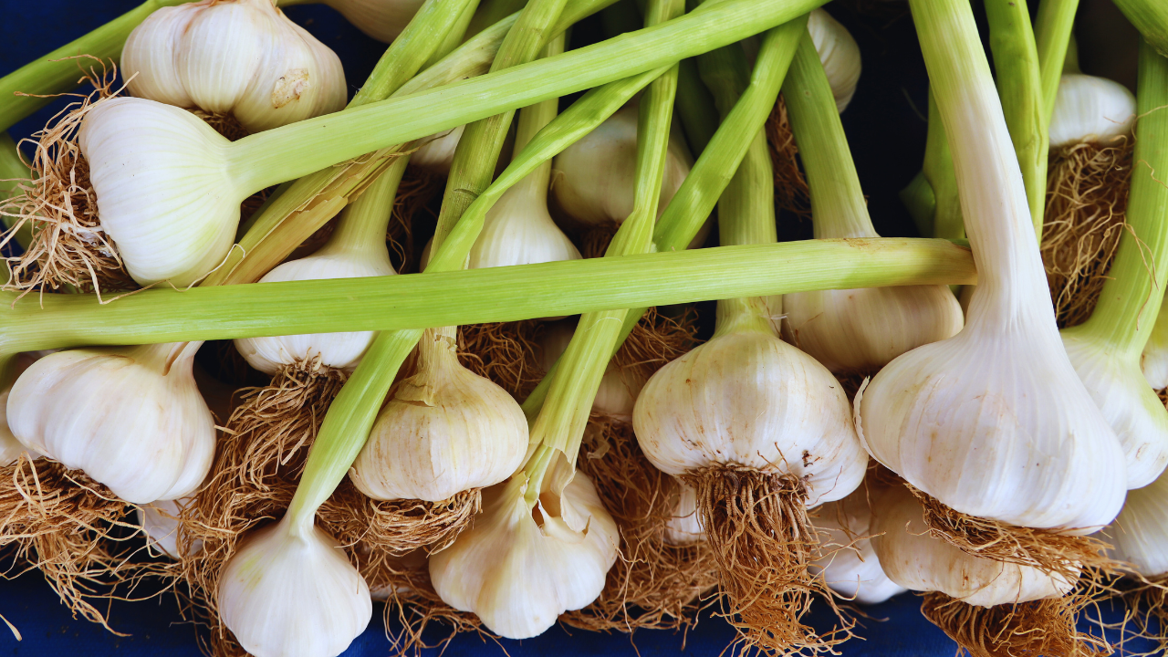 How To Grow Garlic At Home