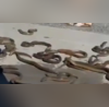 Video Eels Escape From Cargo Box Slither On Canada Airports Tarmac