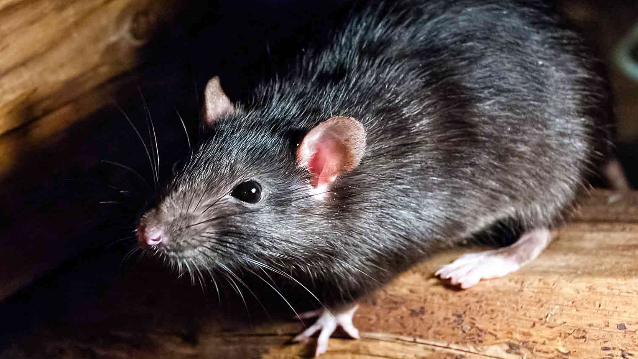 Telangana: Nine Students Bitten By Rats While Sleeping At Girls Hostel