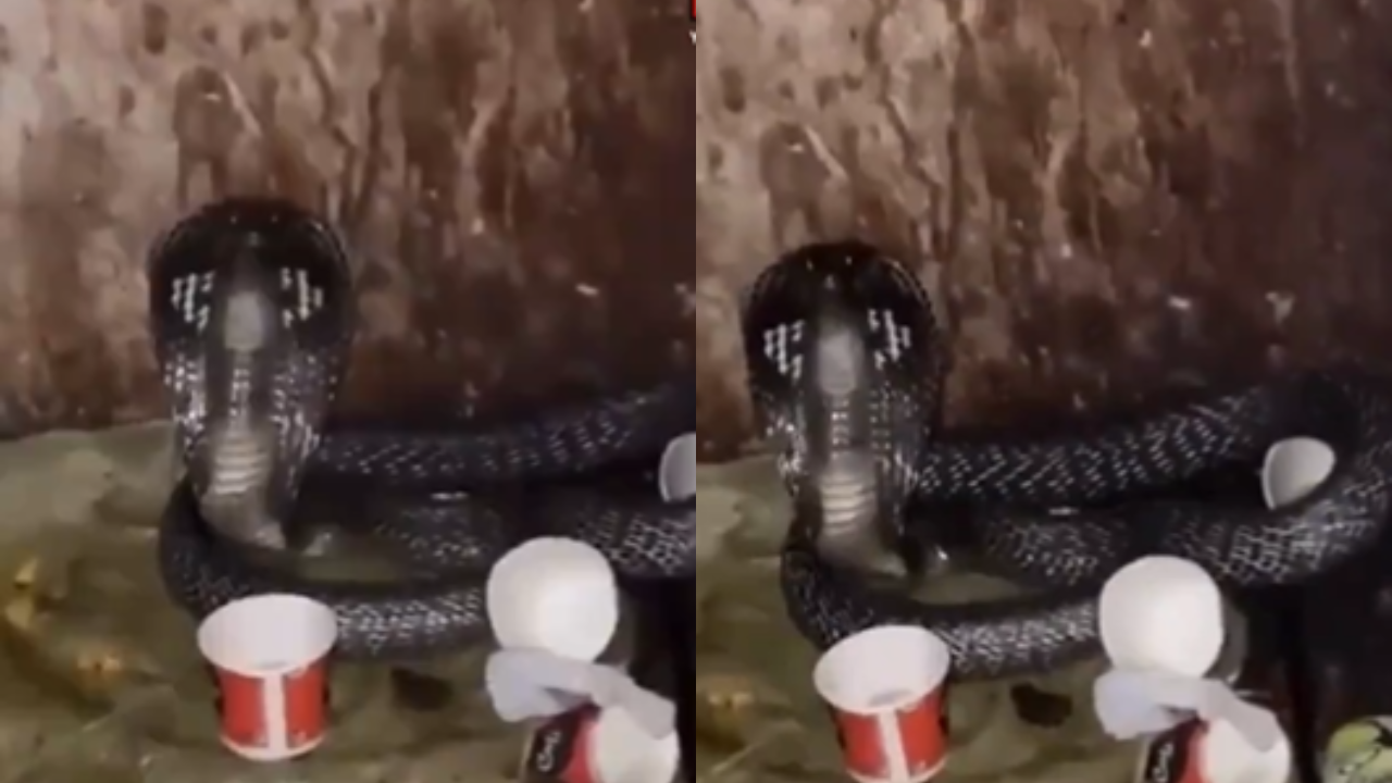 A black cobra snake caused a stir at the Madhuban Bapudham police station in Uttar Pradesh's Ghaziabad on Thursday.