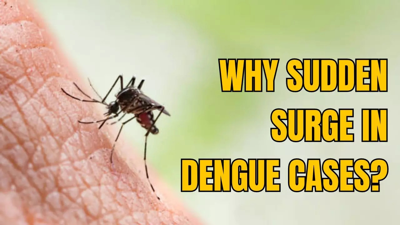 Bengaluru Dengue Cases