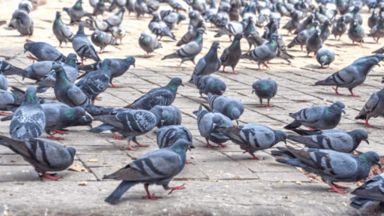 Delhi boy lung infection pigeons