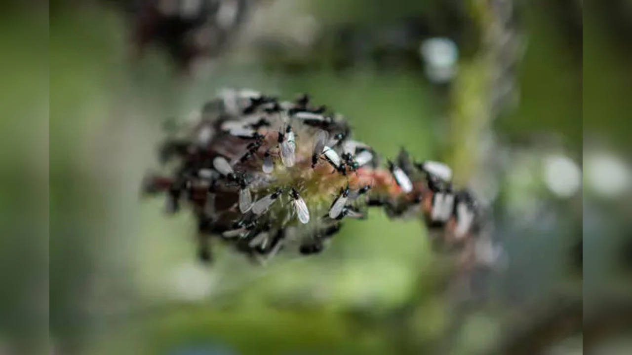 A Swarm of Flying Ants