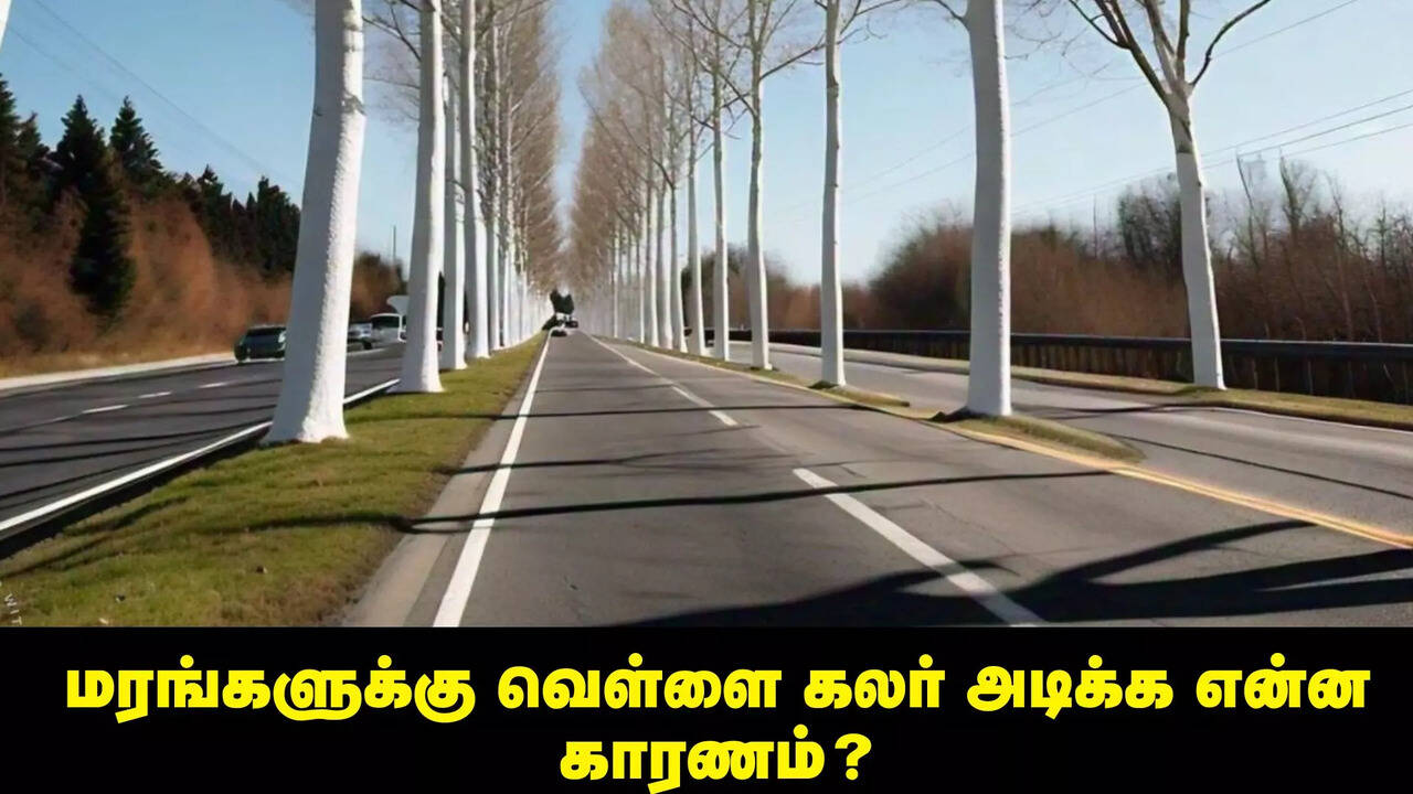  சாலையோரம் உள்ள மரங்களில் வெள்ளை கலர் பெயின்ட் ஏன் அடித்துள்ளார்கள் தெரியுமா..? 