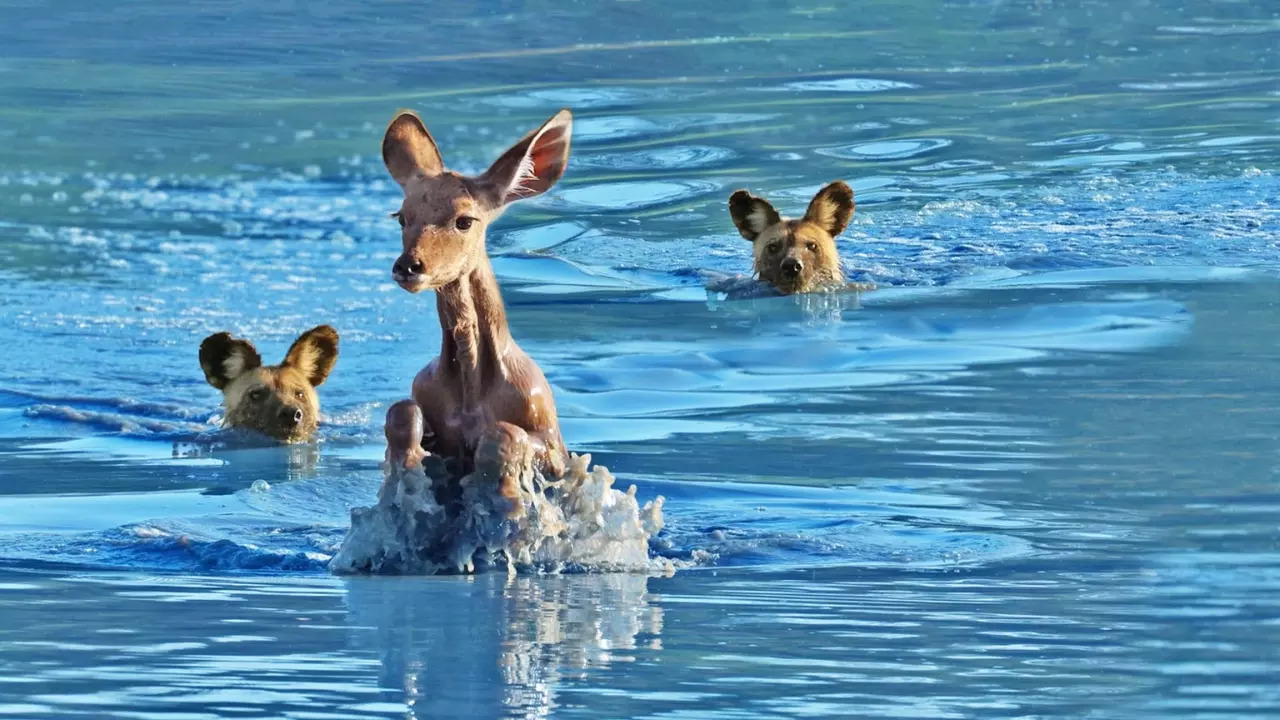 Two wild dogs chase a kudu in Greater Kruger National Park Conservancy. | Neil Whyte