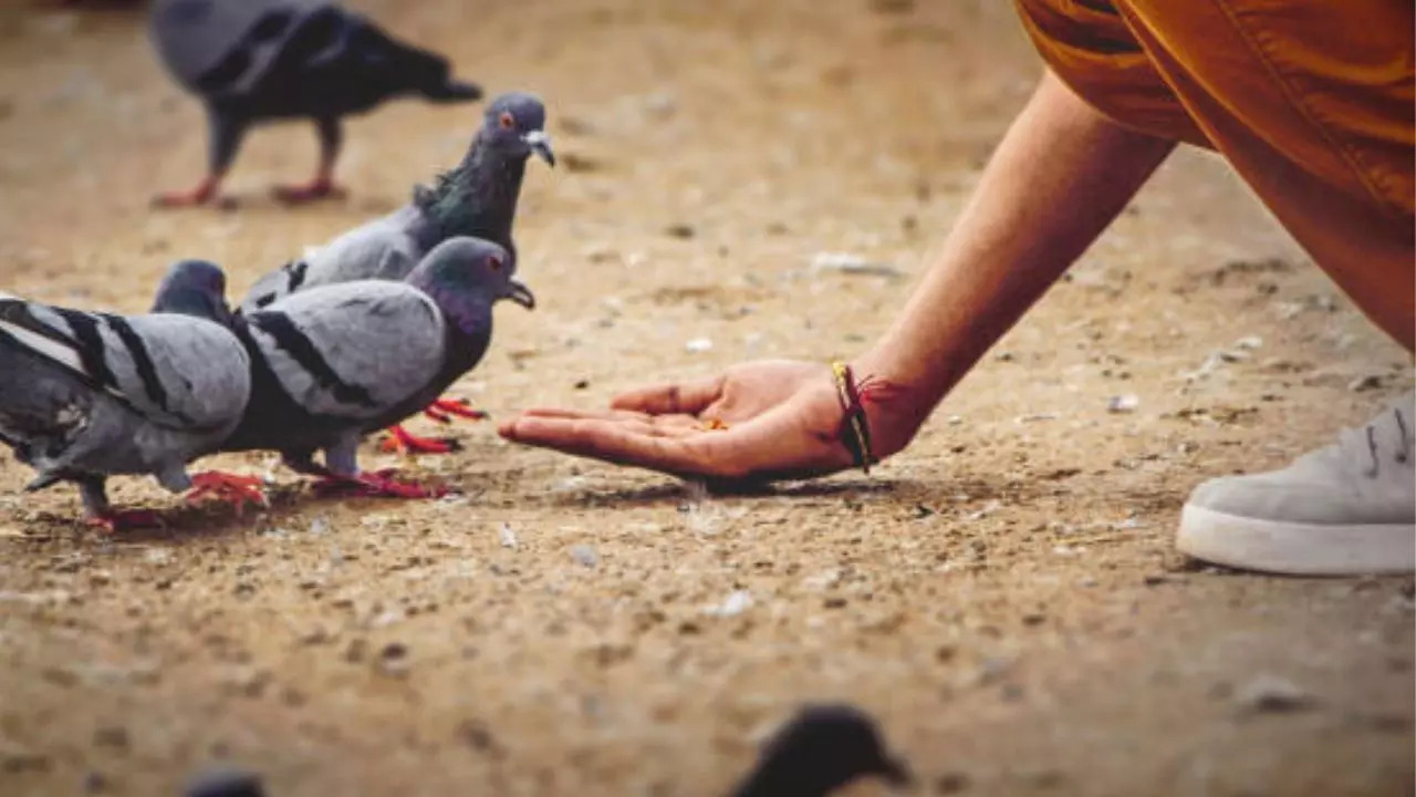 Pigeon droppings can cause hypersensitivity penumonitis