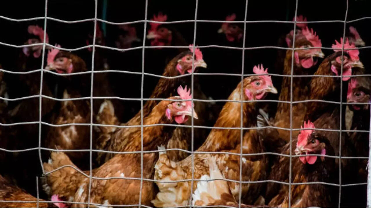 Three Colorado Poultry Workers Test Presumptively Positive For Bird Flu