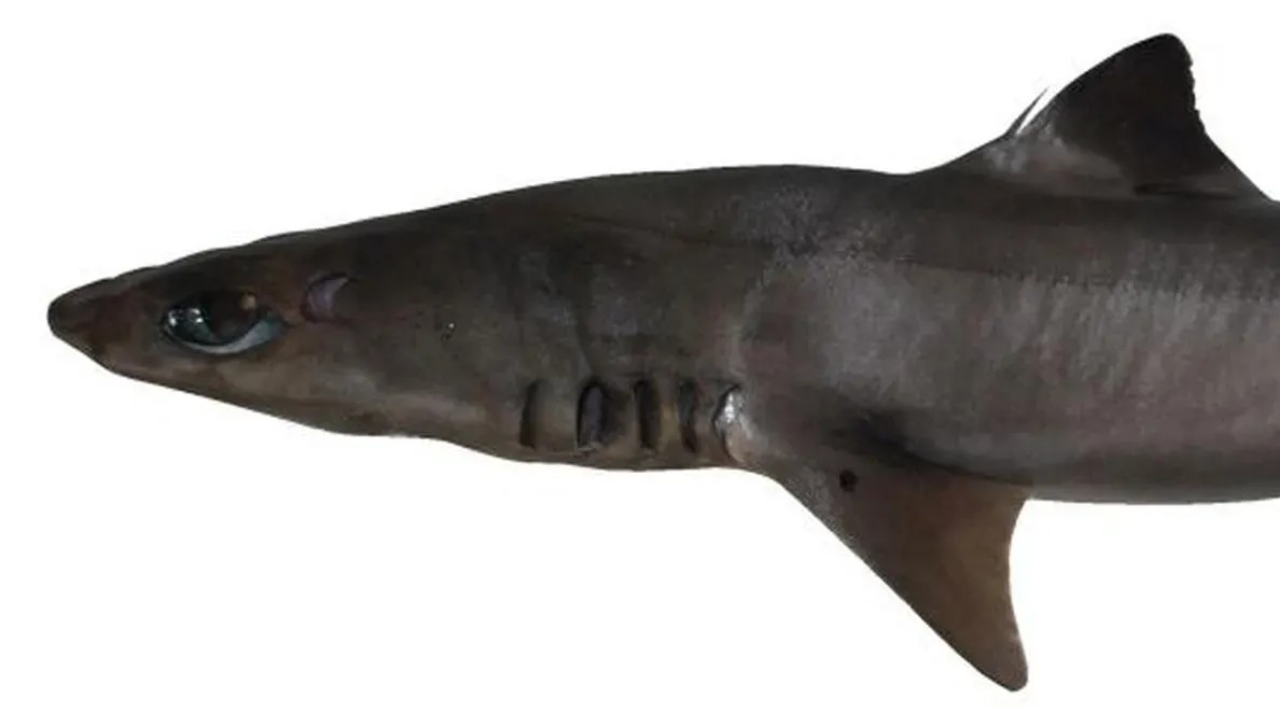 This New Dogfish Shark Species Was Discovered Near Kerala's Coast By Scientists