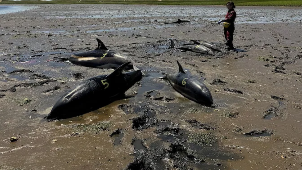 Dolphins At Cape Cod (Credits AP)