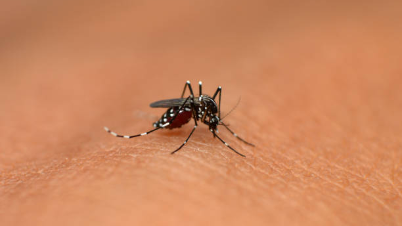 Chikungunya cases increase in Hyderabad