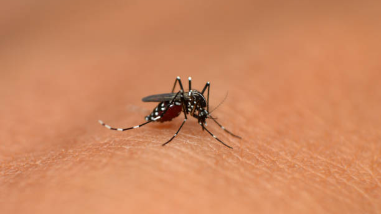 hyderabad sees increase in chikungunya cases among children amid dengue scare