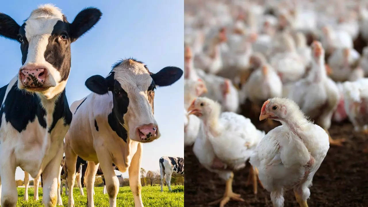 Avian Flu Virus Potentially More Infectious To Humans From Cattle Than Birds​