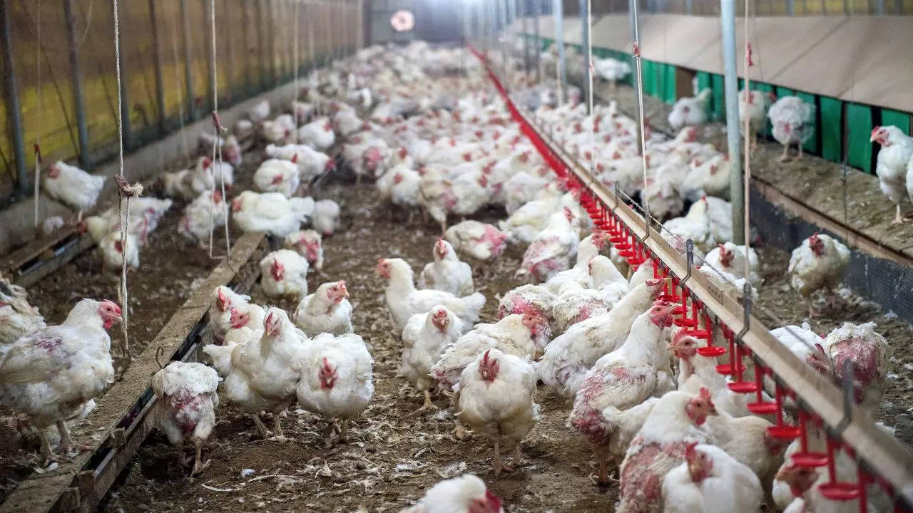 ​Four New Poultry Workers Diagnosed With Bird Flu​ in Colorado