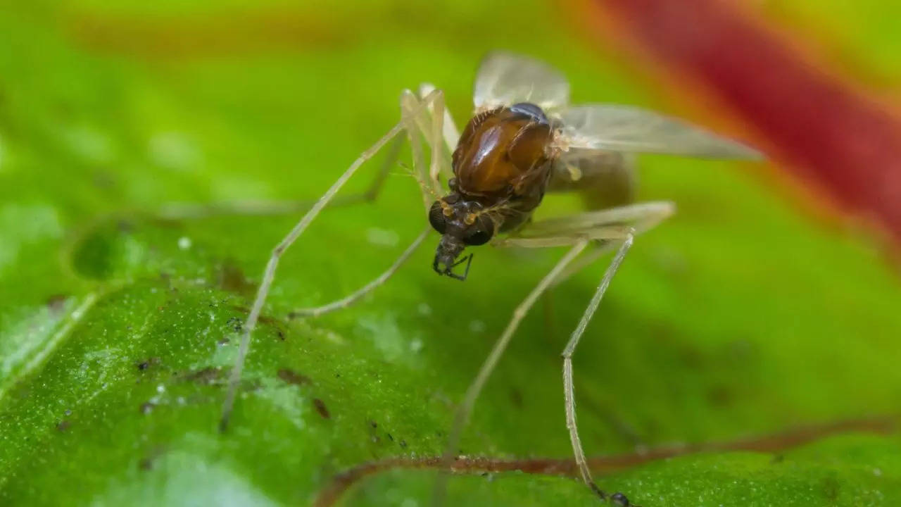 Six Children Die From Suspected Chandipura Virus Outbreak