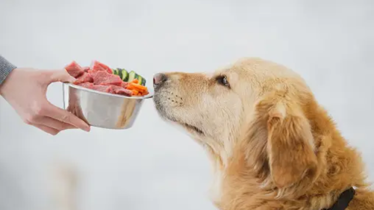 Foods essential for dogs (Credit-Freepik)