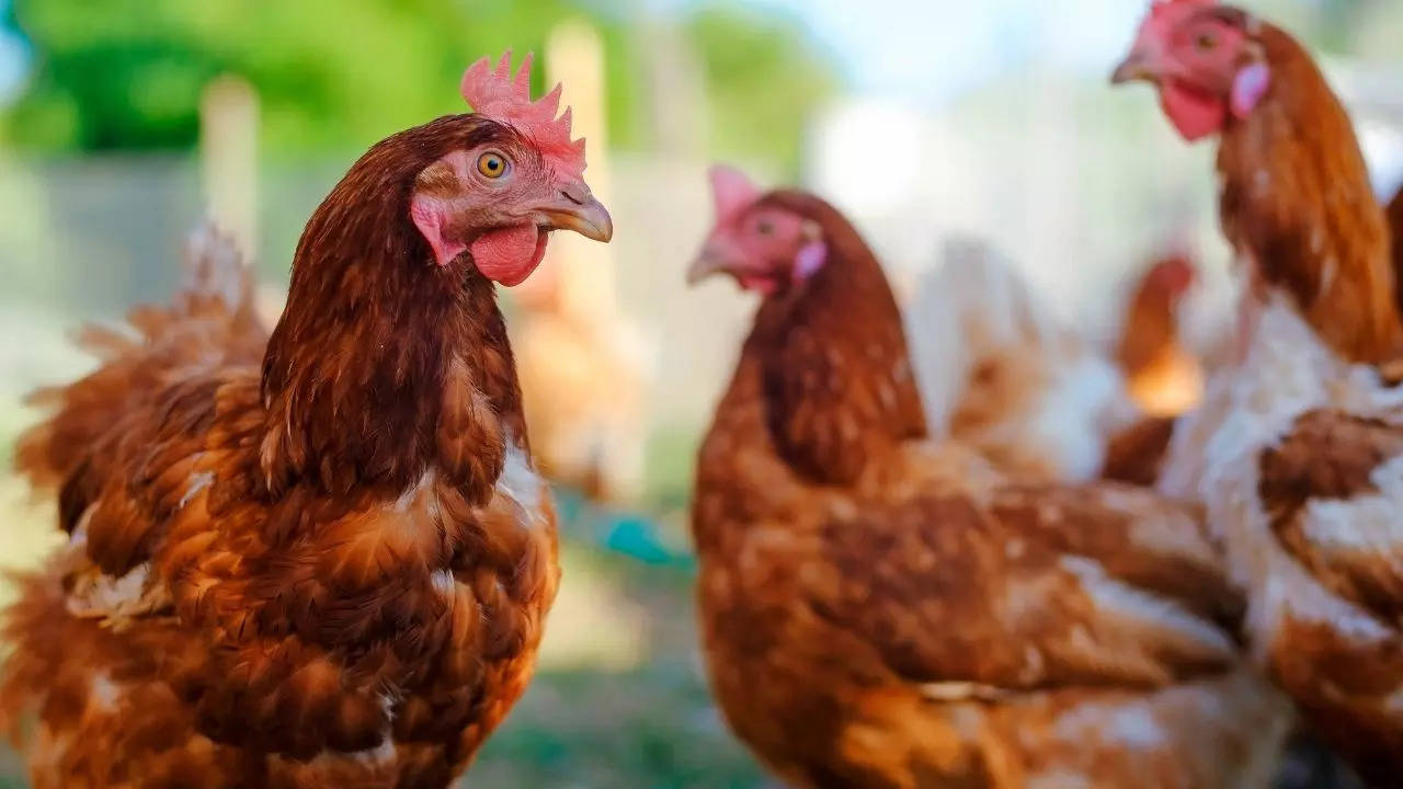 Know Why Raw Poultry Is A Major Reason For Salmonella Poisoning​