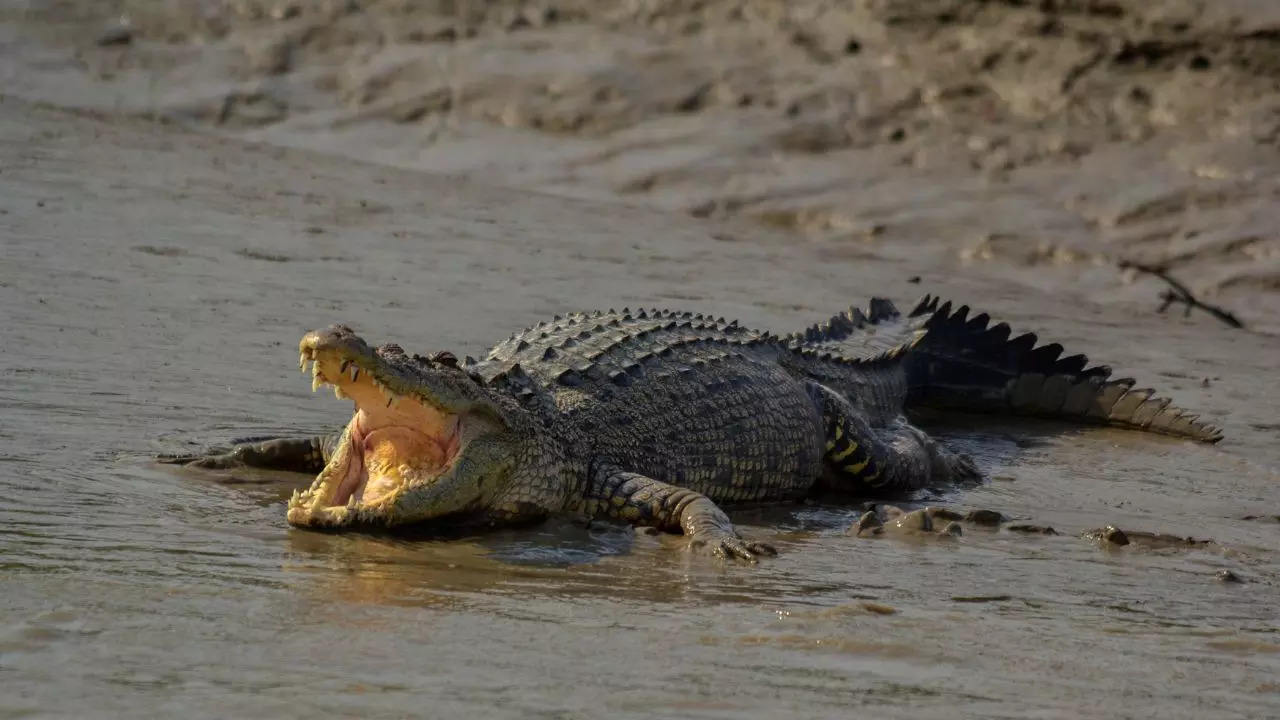 Bhitarkanika National Park: What To Explore In Odisha’s Biodiverse Heaven. Credit: Canva