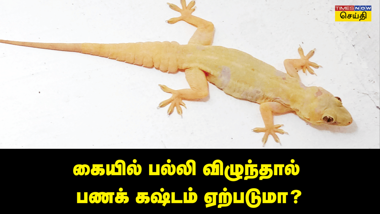 பல்லி விழும் பலன்