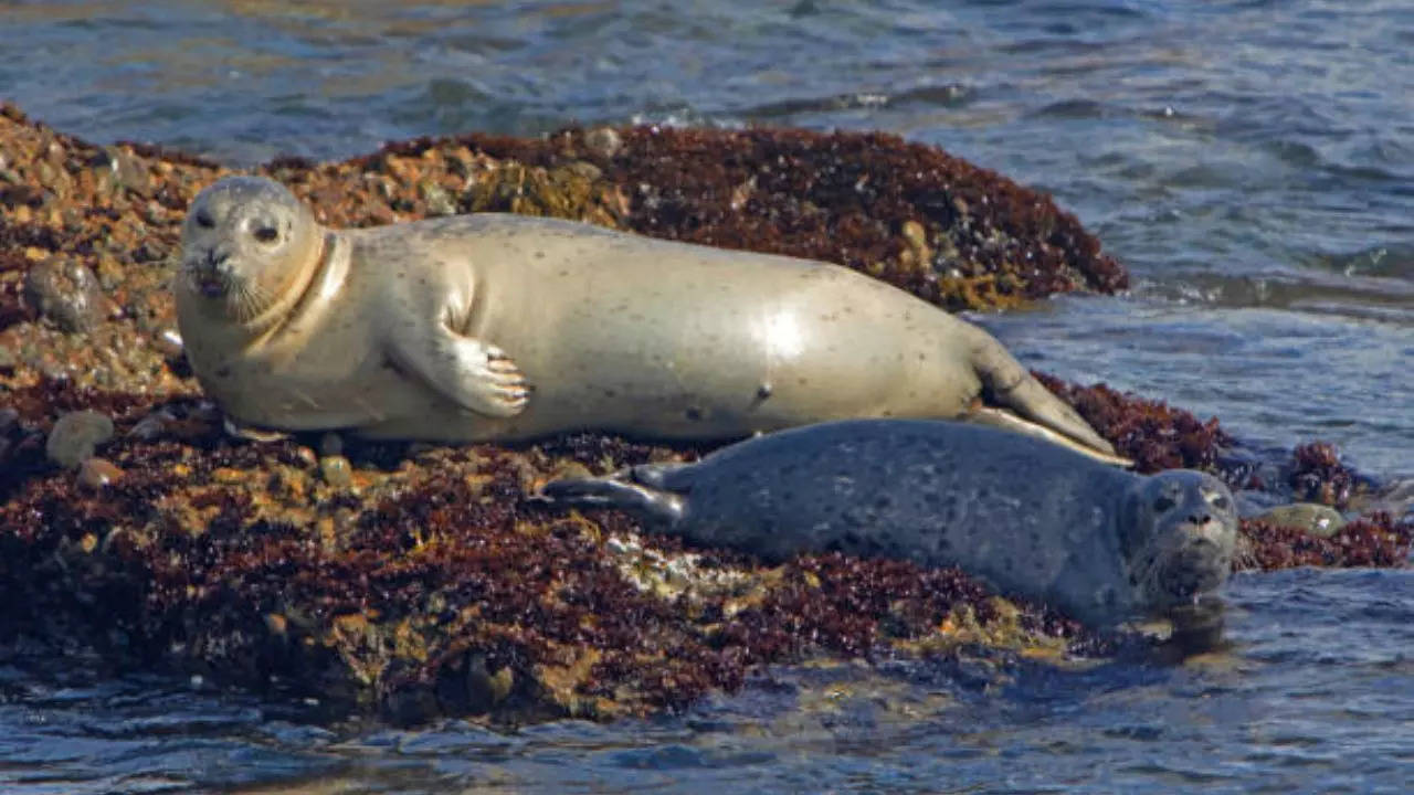 Rabies infected seals biting tourists in cape town