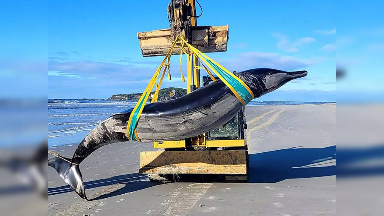 Spade-Toothed Beaked Whale