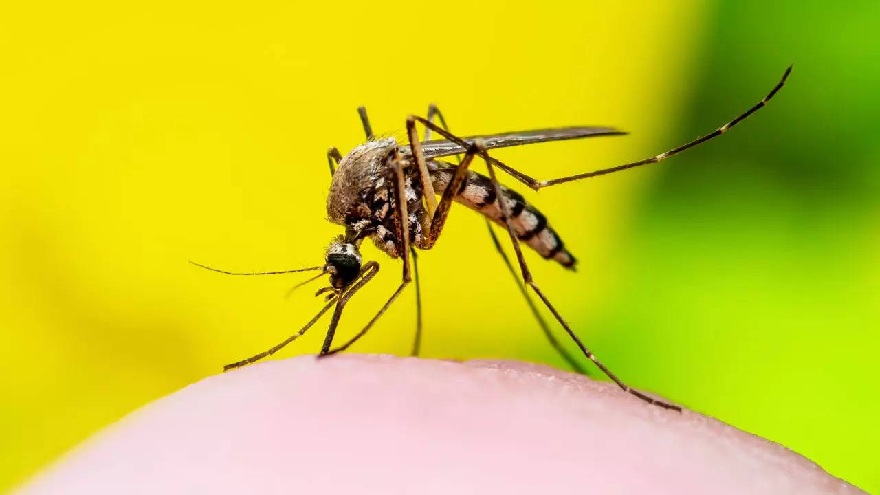 Surge In Zika Virus Cases In Maharashtra