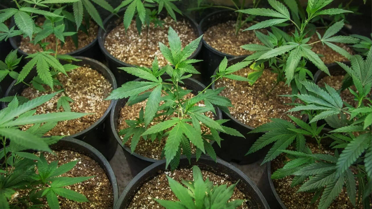  வீட்டில் கஞ்சா செடி வளர்த்த கணவர் மீது காதல் மனைவி போலீசில் புகார்..  ஜோலார்பேட்டையில் ருசிகரம்..! 