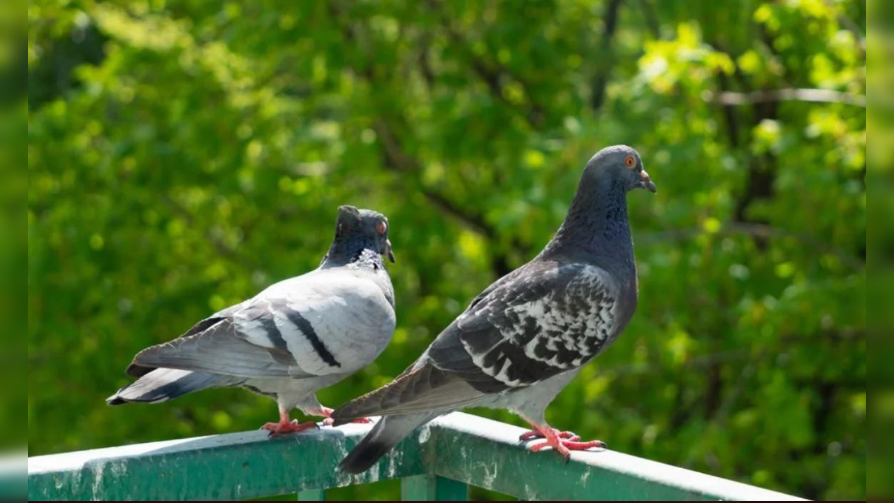 4 plants to keep pigeons away from your home