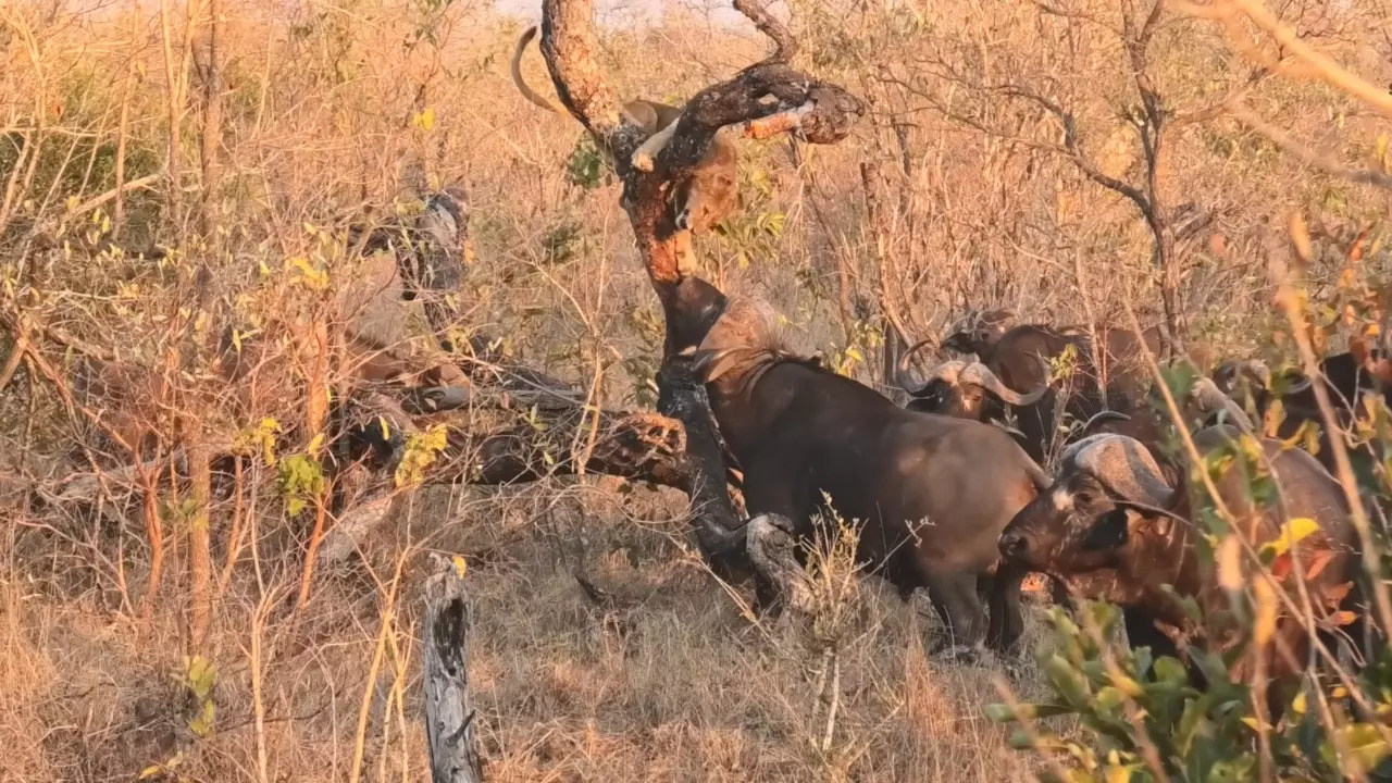 A lion cub clings to a fallen Marula tree as a buffalo herd approaches. | Credit: Latest Sightings