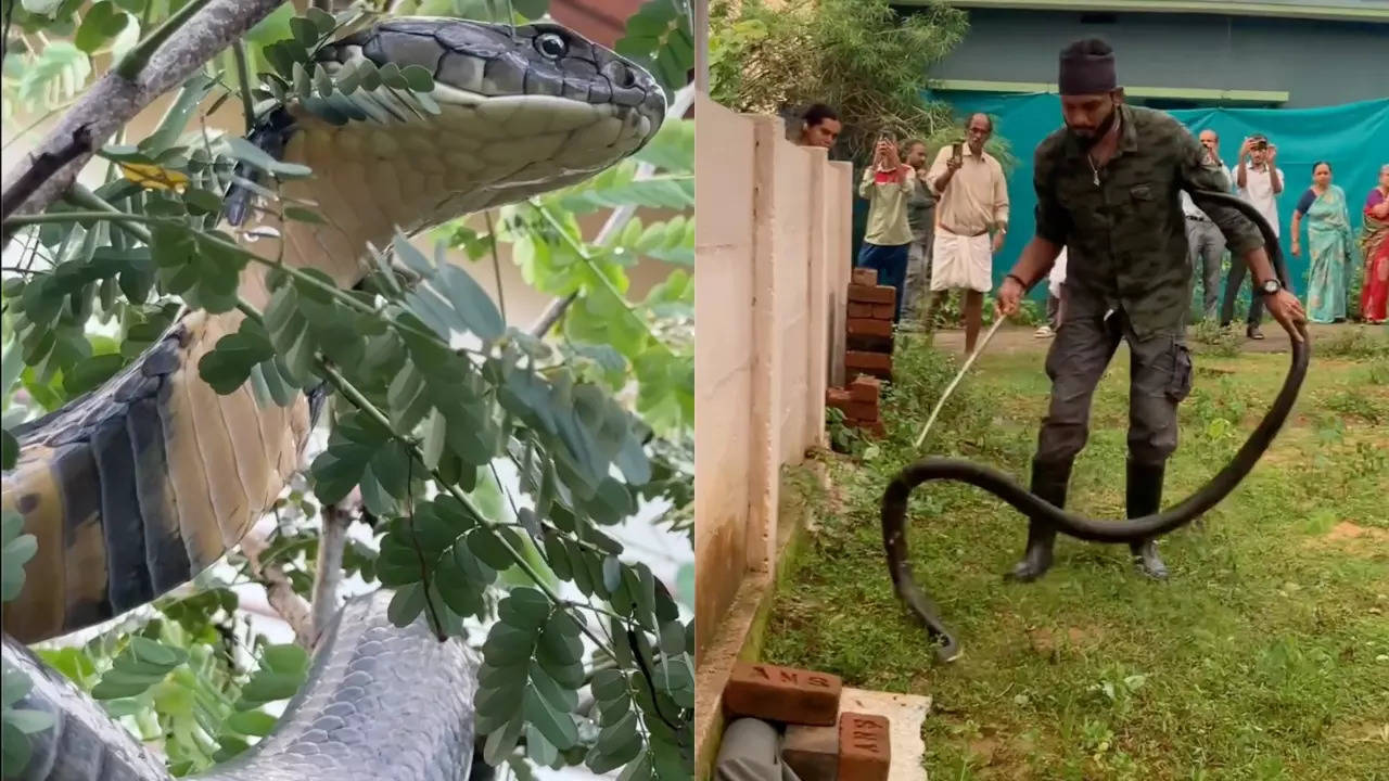 The king cobra was captured and released into the wild. | Courtesy: Ajay Giri/AFRS