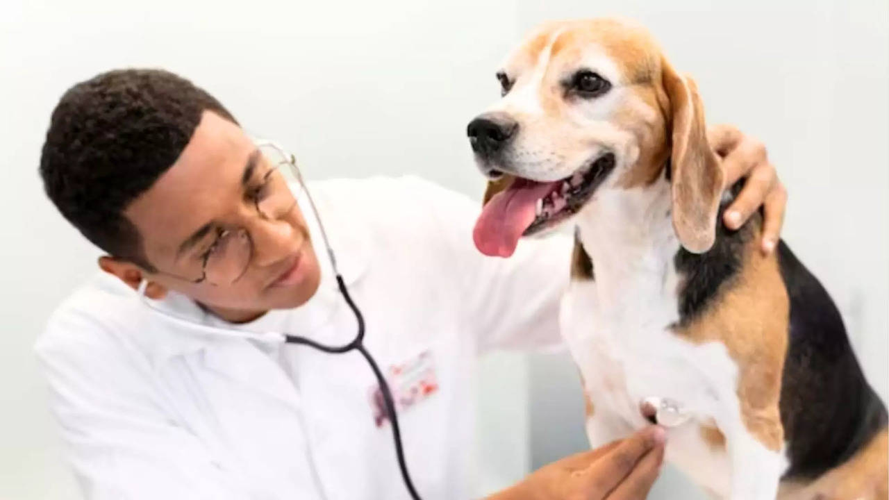  government jobs waiting for veterinarians with 40,000 salary