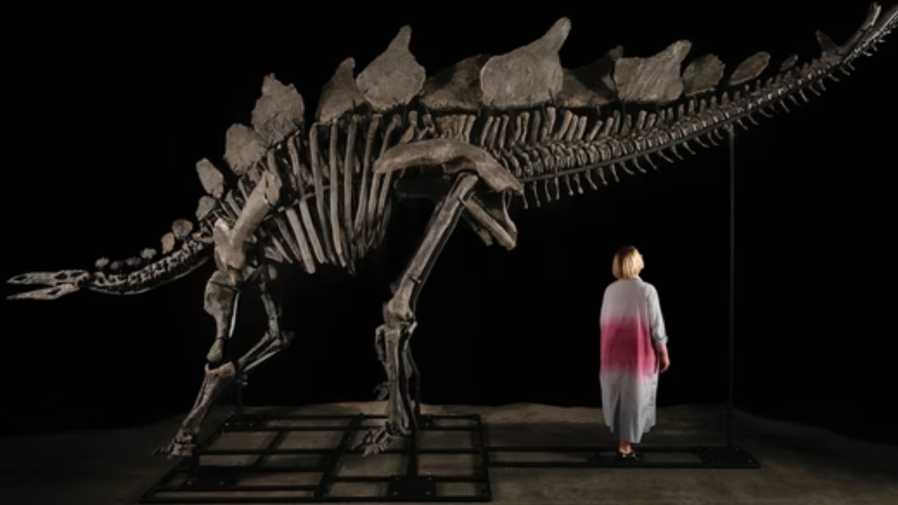 According to Sotheby’s (Instagram@guinnessworldrecords), Apex holds the title as the largest stegosaurus ever discovered.