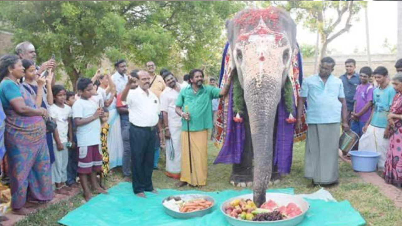 The elephant is named Akhila