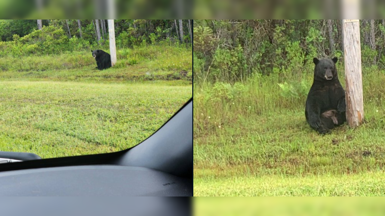 Florida police tell people to stop taking selfies with ‘depressed’ black bear