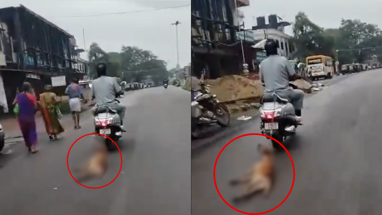 Man Ties Dog To Scooter