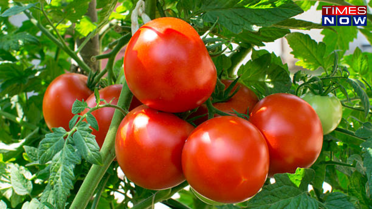 tomato price hike, tomato price, tomato cost, price of tomato, cost of tomato, tomato price delhi, tomato cost delhi