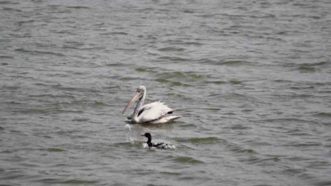 Representative Image: A Water Body In Hyderabad