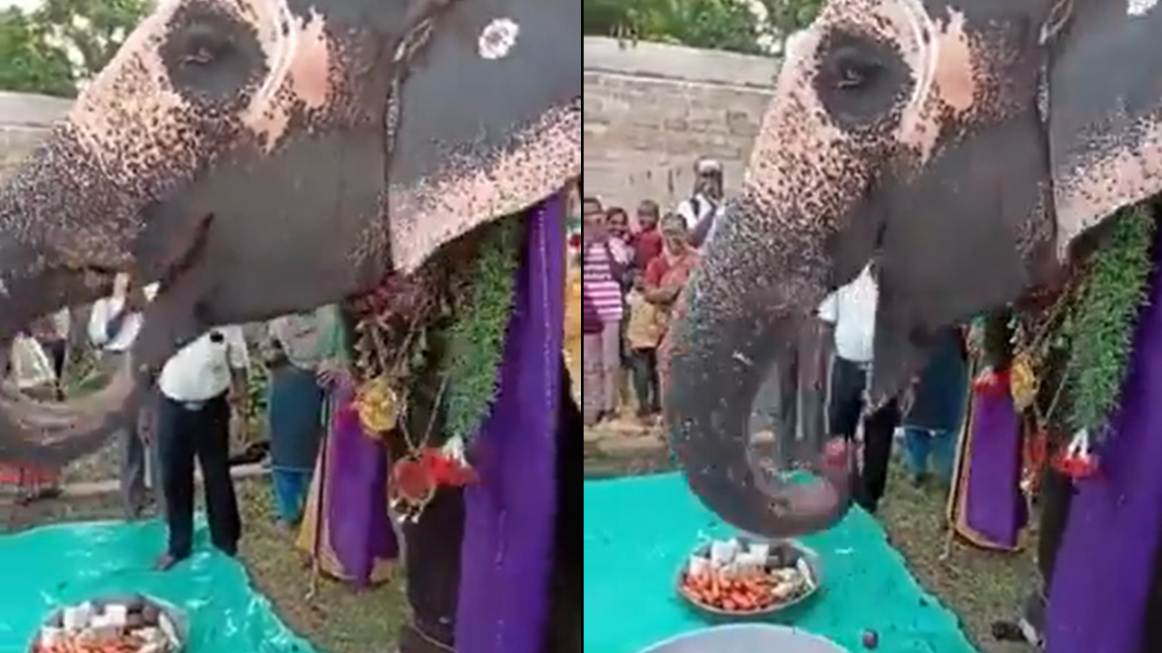 Elephant Enjoys Special Birthday Thaali In Heartwarming Video